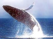  poipu whale watch cruise